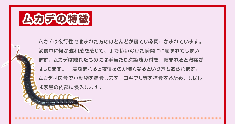 危険！ムカデの特徴